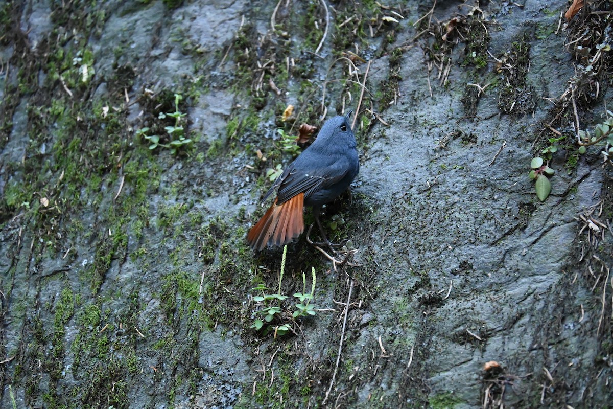 Plumbeous Redstart - ML644045161