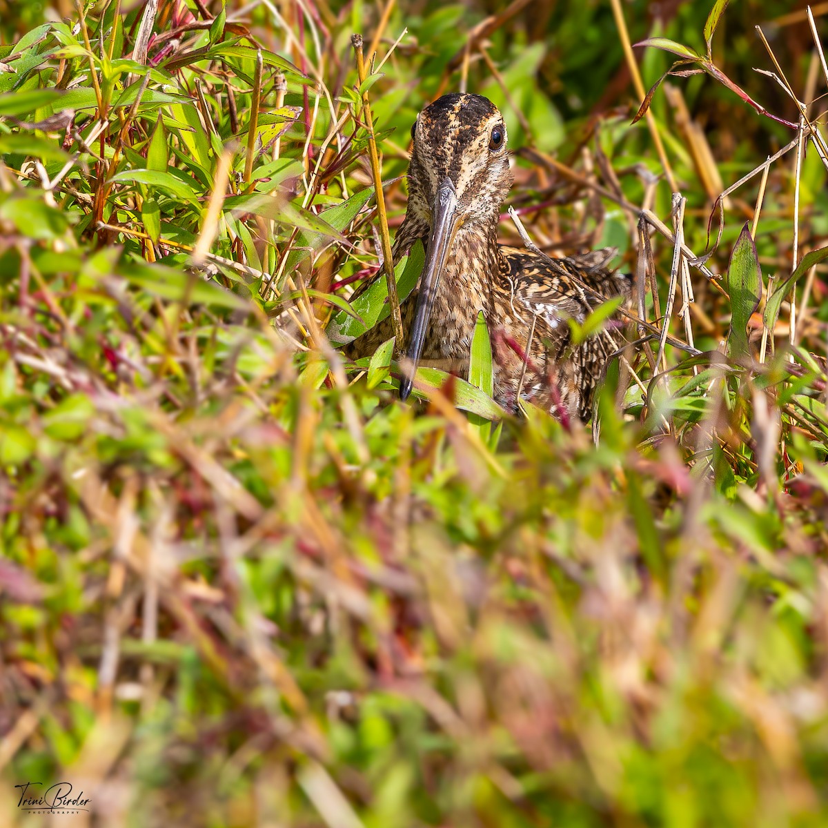 Pantanal Snipe - ML644045163