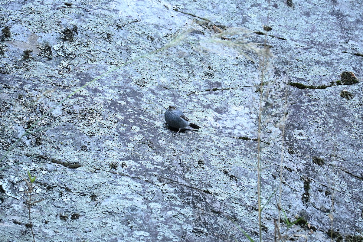Plumbeous Redstart - ML644045173