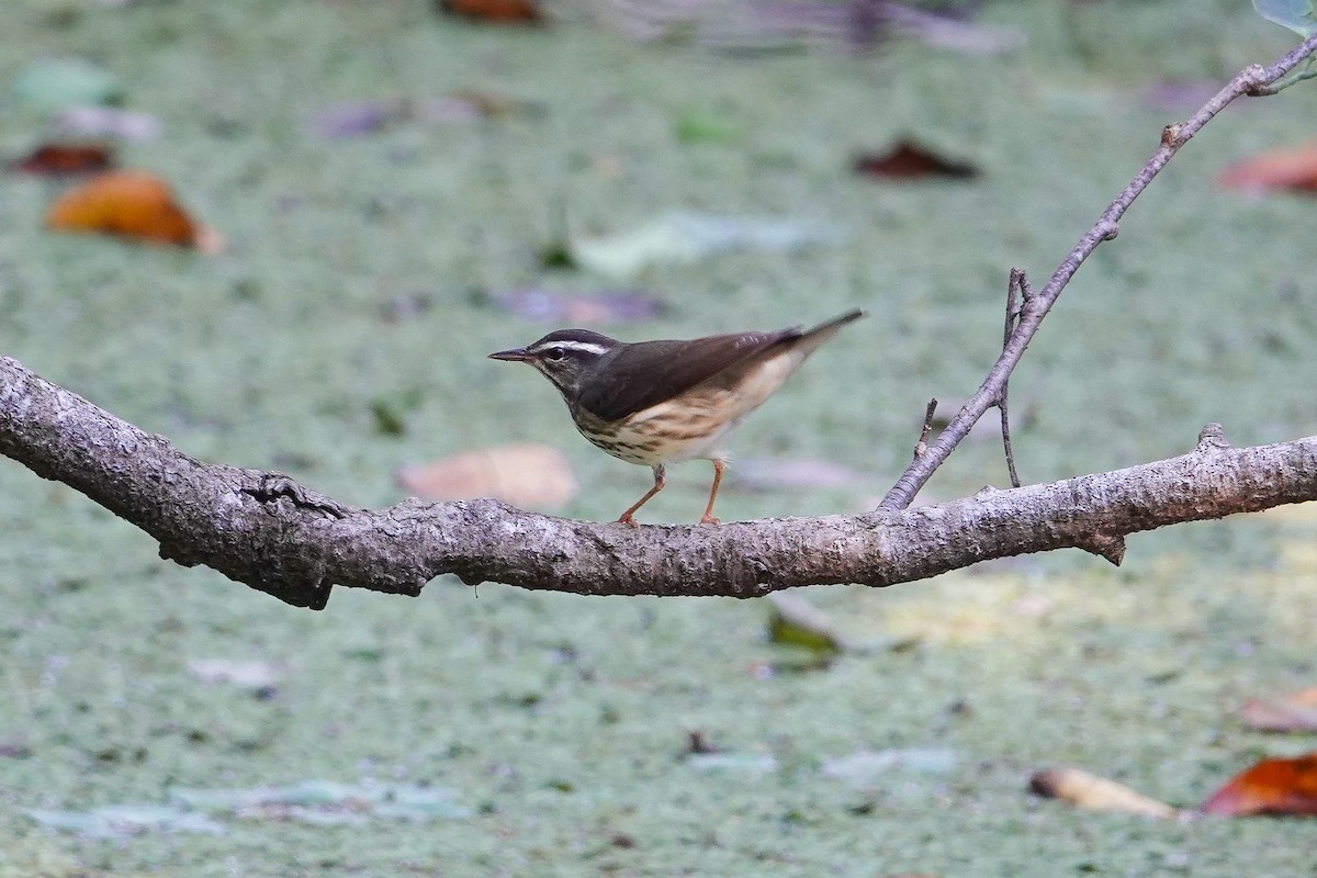 Louisiana Waterthrush - ML644045184