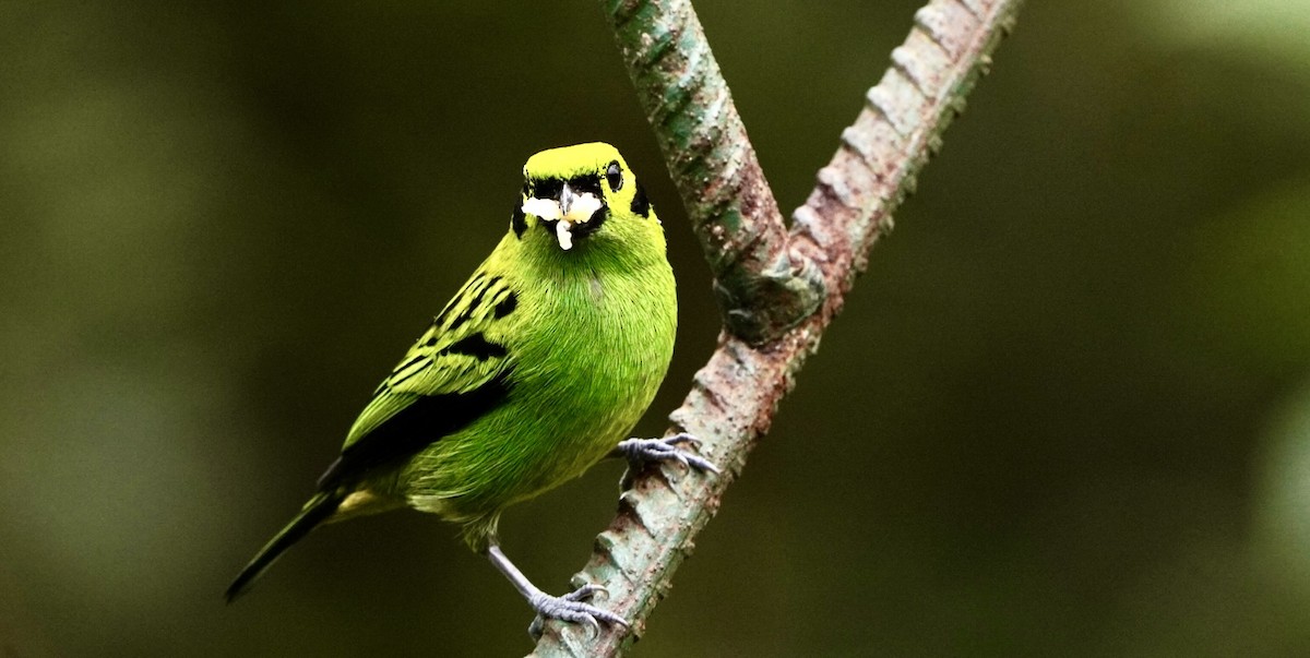 Emerald Tanager - ML644045202