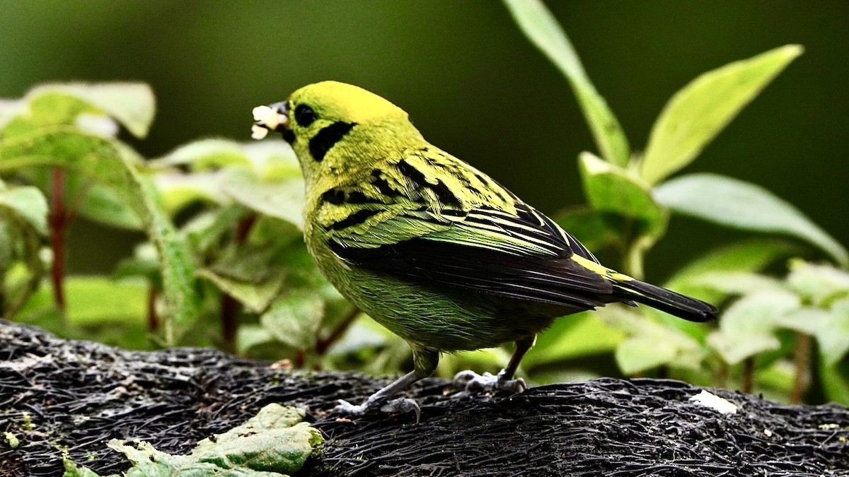 Emerald Tanager - ML644045203