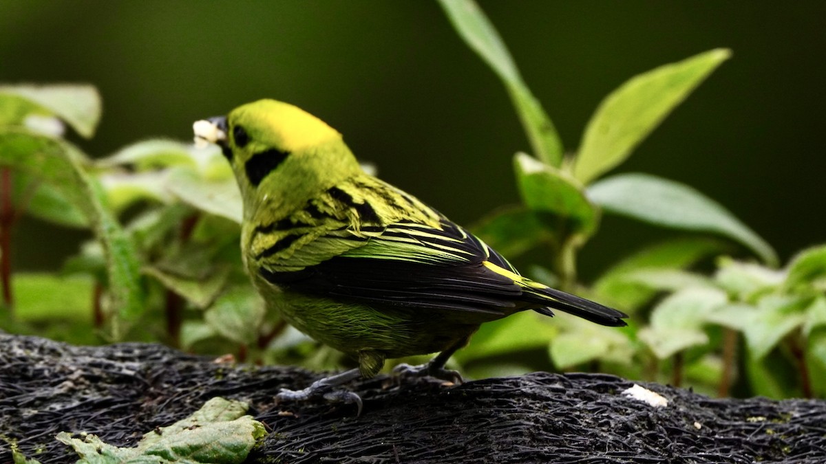 Emerald Tanager - ML644045204