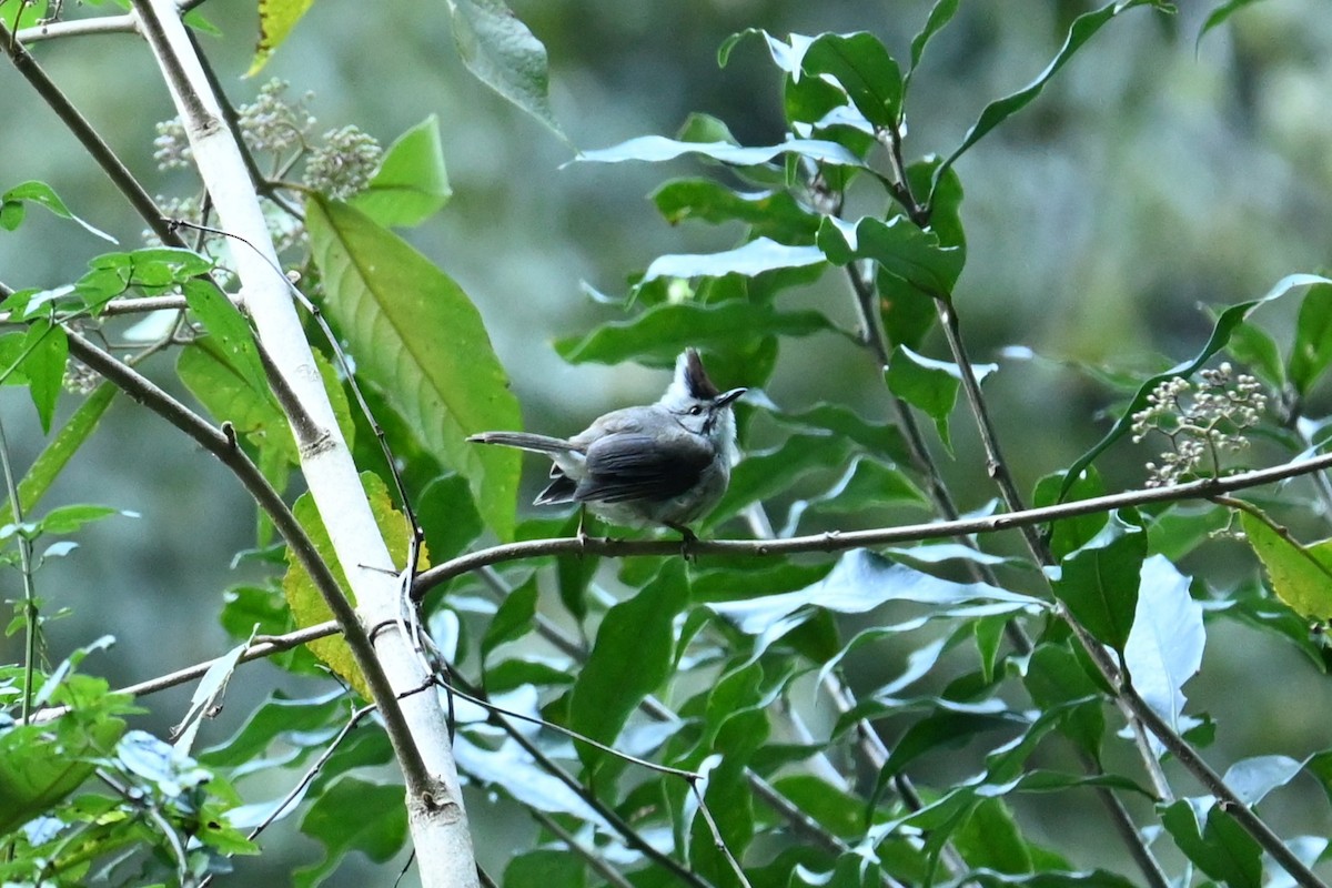 Taiwan Yuhina - ML644045207