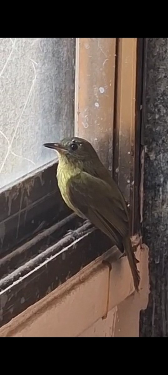 Olive-striped Flycatcher - ML644045208