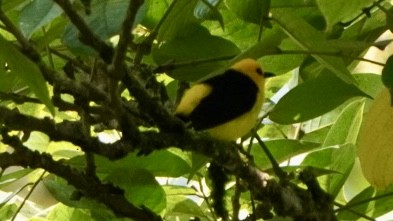 Tangara Negriamarilla - ML644045232