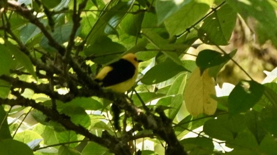 Tangara Negriamarilla - ML644045233