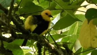 Tangara Negriamarilla - ML644045234