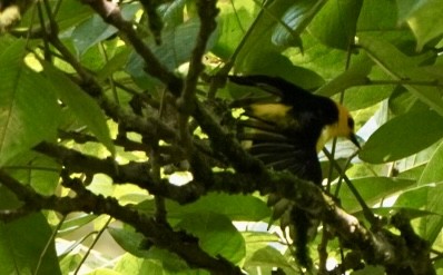 Tangara Negriamarilla - ML644045235