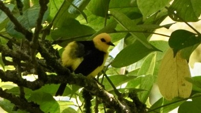 Tangara Negriamarilla - ML644045236