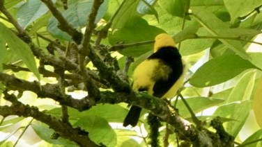 Tangara Negriamarilla - ML644045237