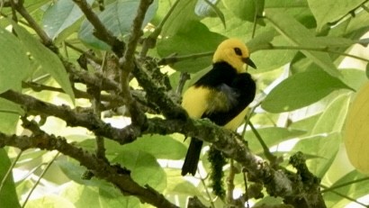 Tangara Negriamarilla - ML644045238