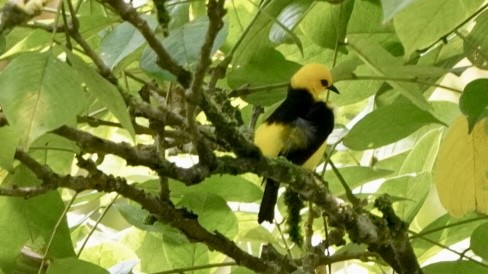 Tangara Negriamarilla - ML644045239