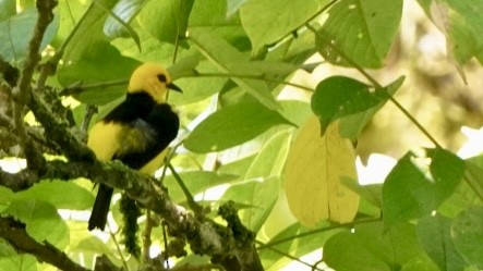 Tangara Negriamarilla - ML644045240