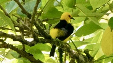 Tangara Negriamarilla - ML644045241