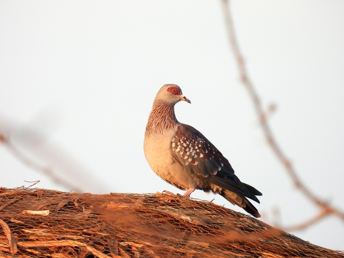 Speckled Pigeon - ML644045242