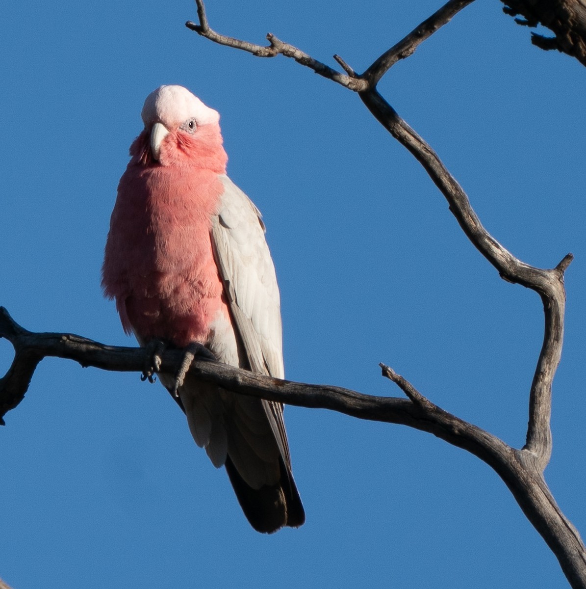 Galah - ML644045246