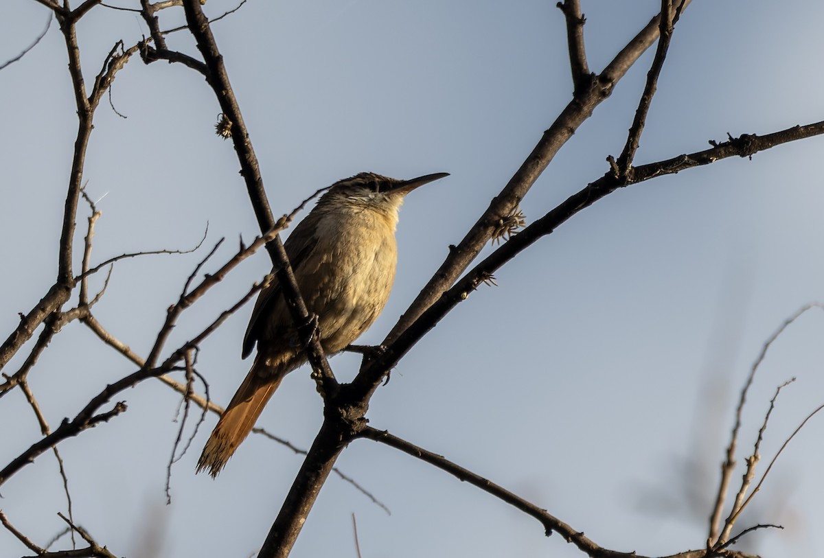 Bolivian Earthcreeper - ML644045268