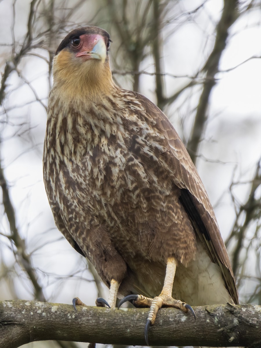 Crested Caracara - ML644045277