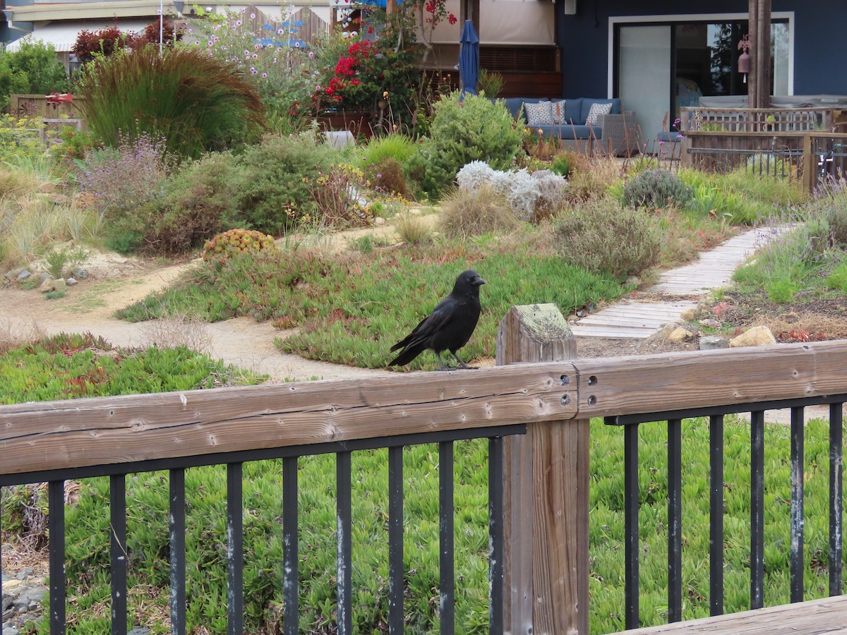 American Crow - ML644045278