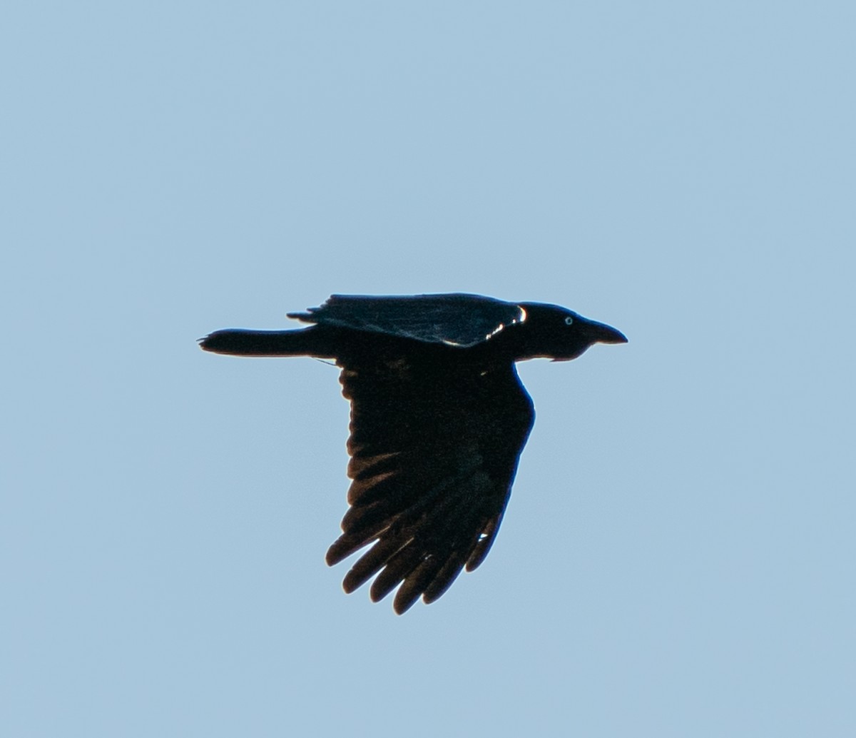 Little Crow - ML644045280