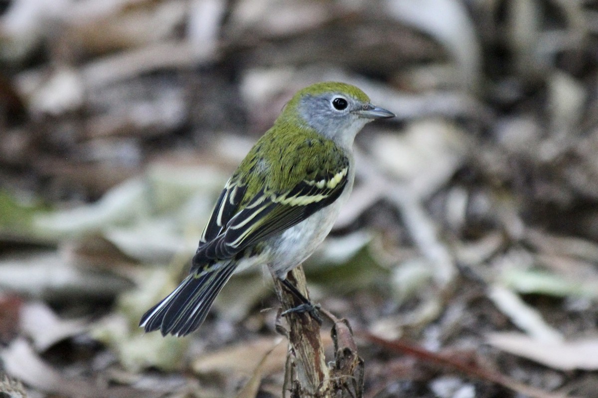 Chestnut-sided Warbler - ML644045284