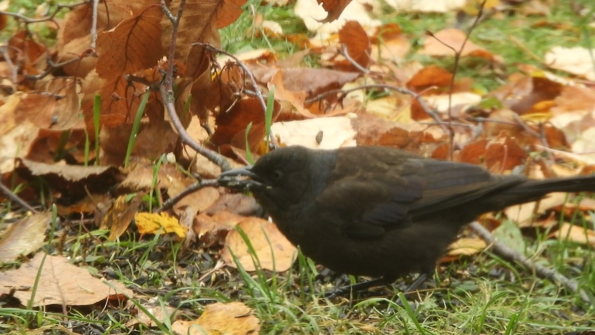 Гракл sp. - ML644045293