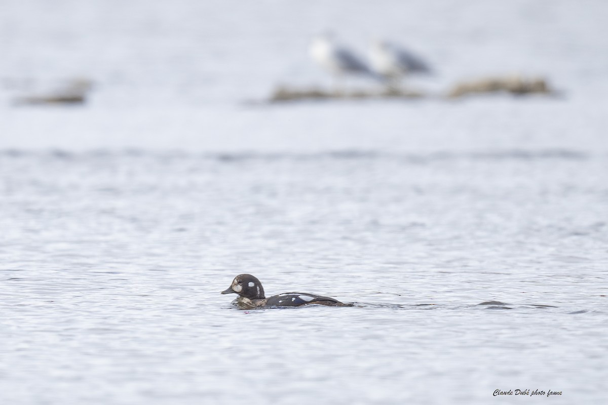 Harlequin Duck - ML644045298