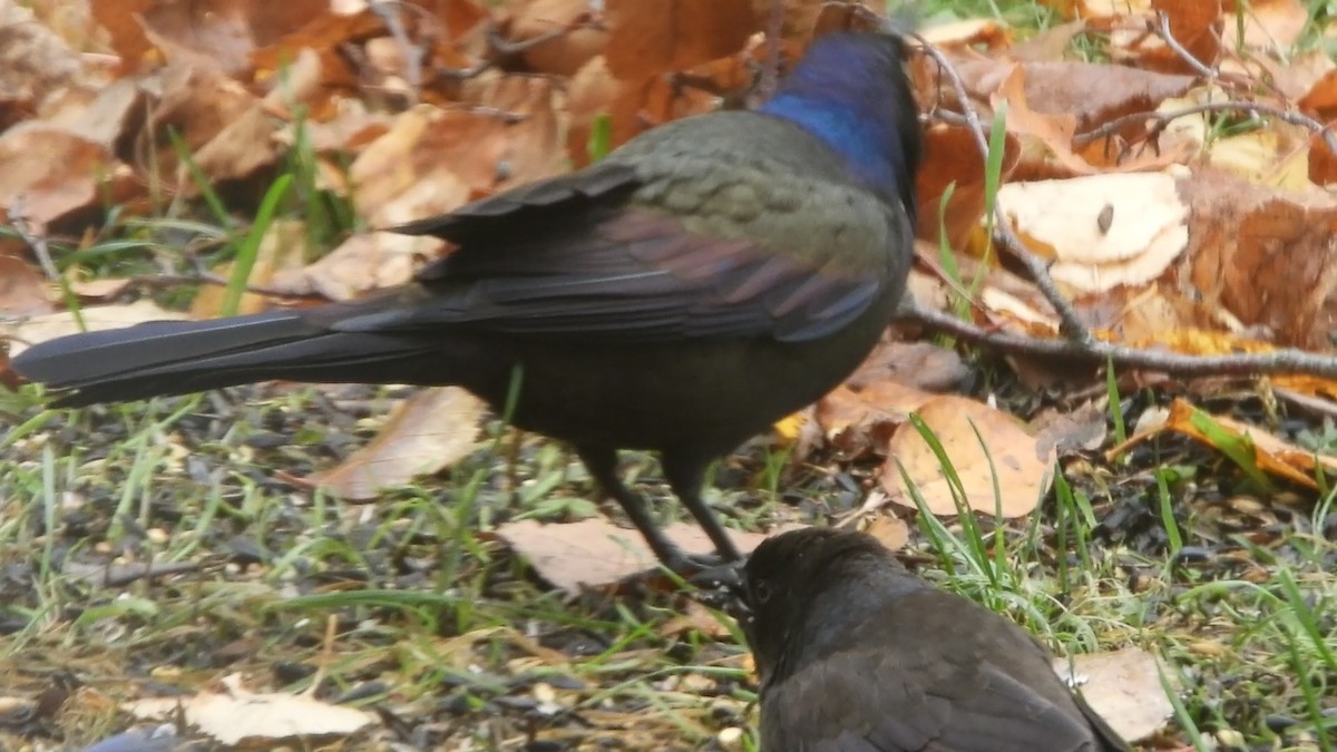 Гракл sp. - ML644045316