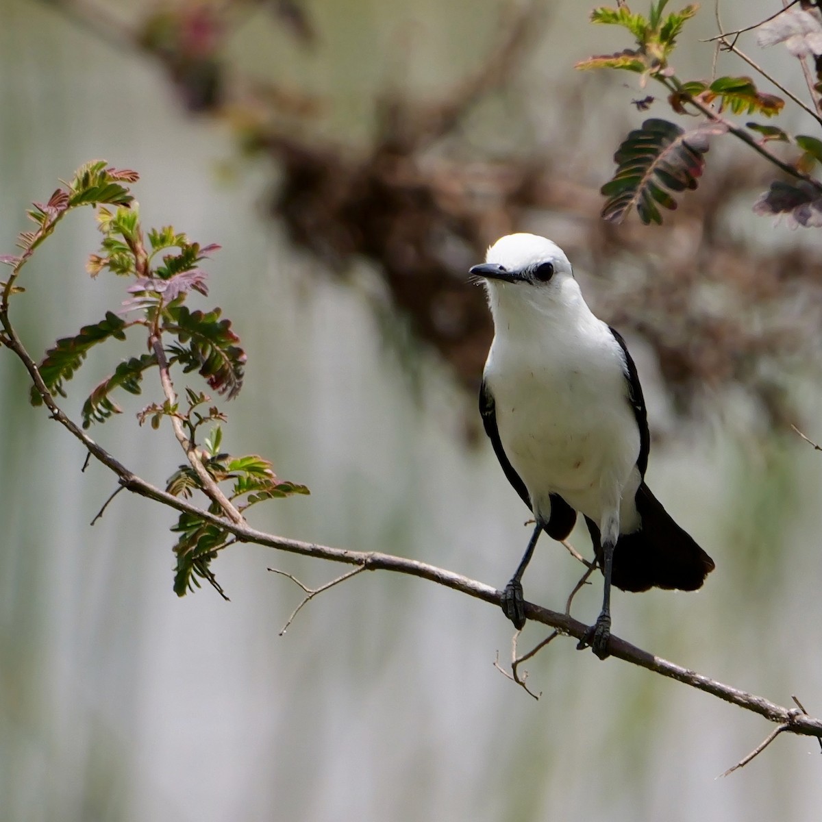 Черноспинный мухолов - ML644045320