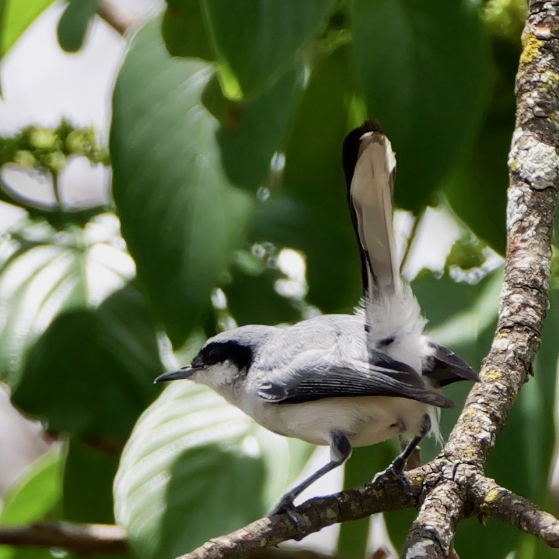 maskemyggsmett - ML644045376