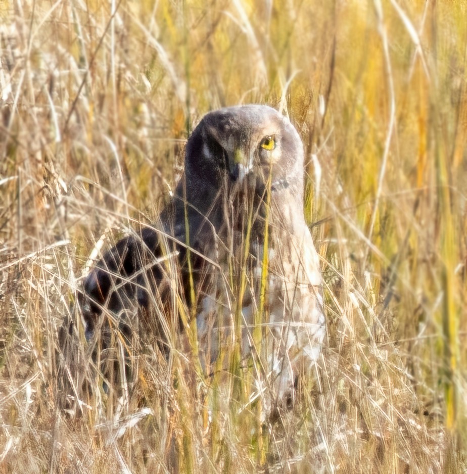 Northern Harrier - ML644045380