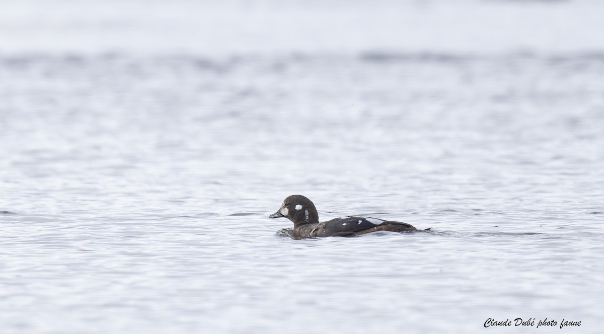 Harlequin Duck - ML644045389