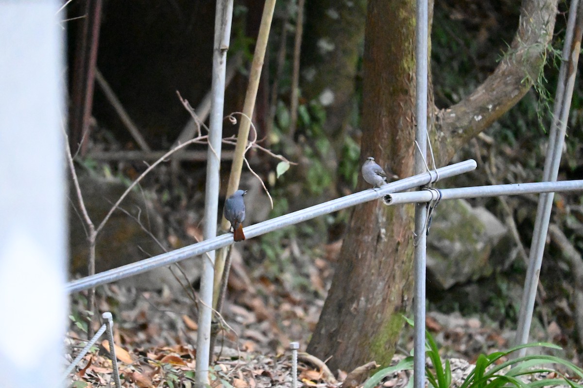 Plumbeous Redstart - ML644045404