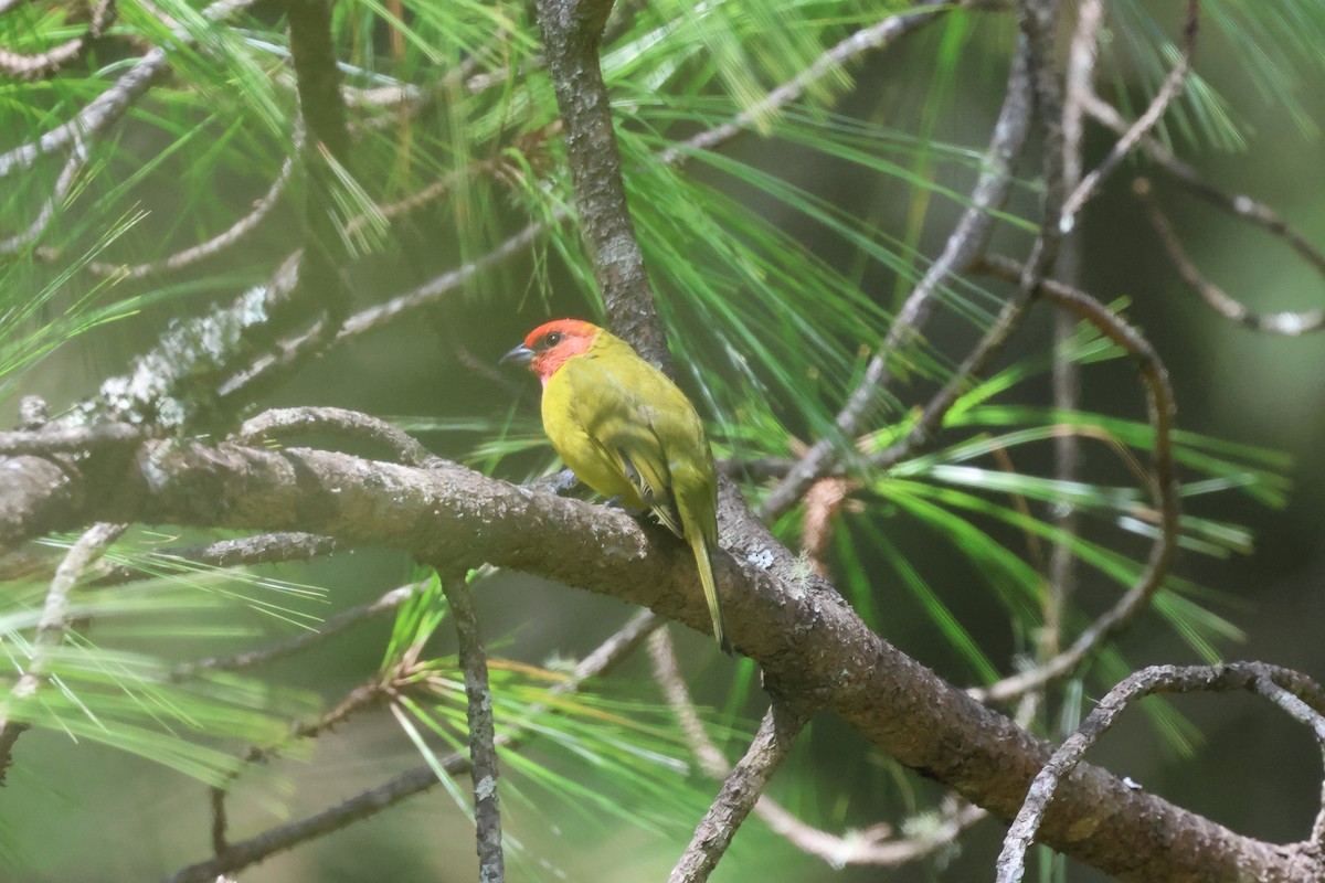 Red-headed Tanager - ML644045414