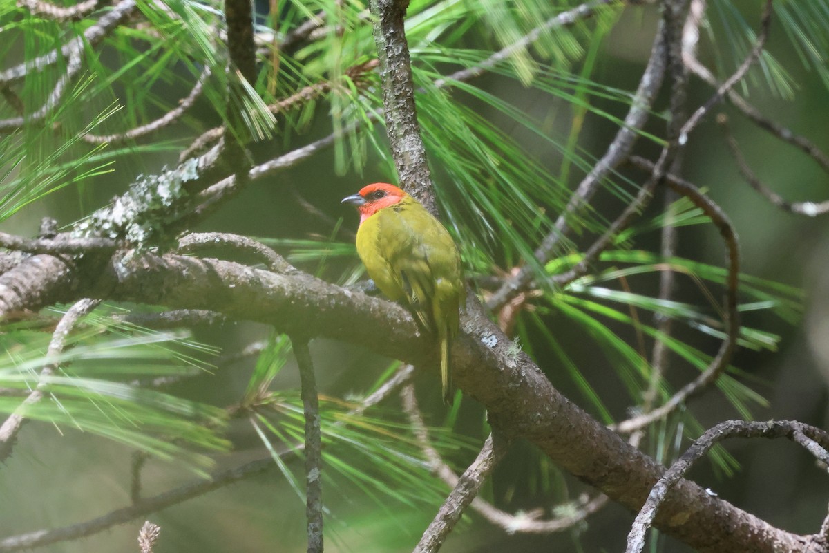 Red-headed Tanager - ML644045415