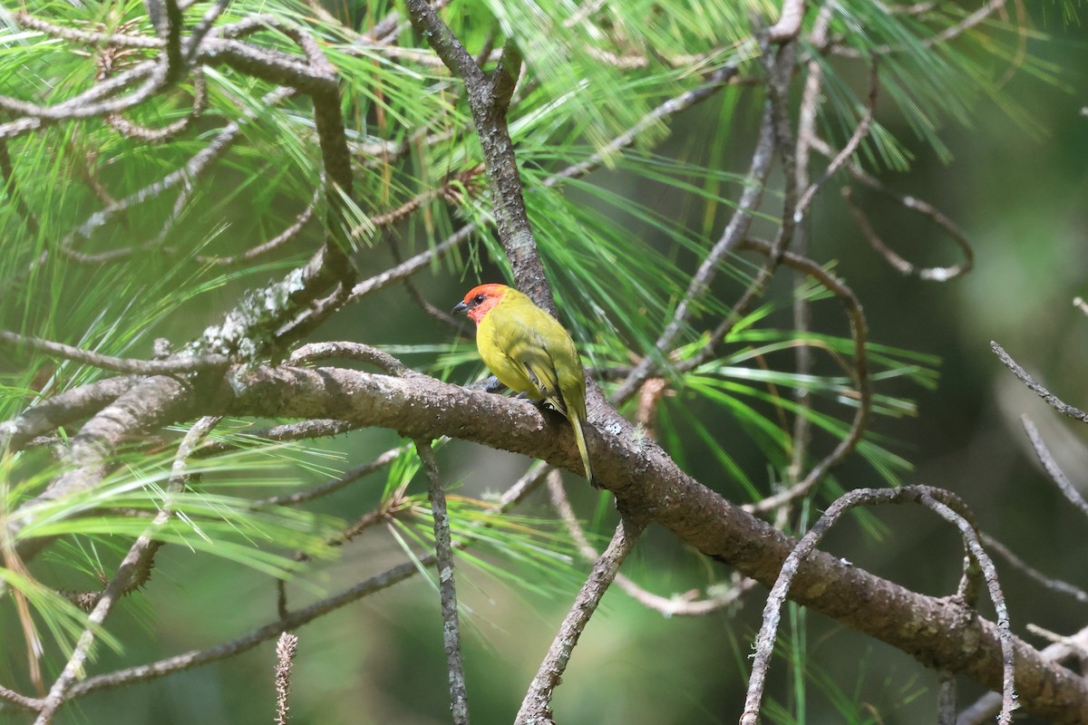 Red-headed Tanager - ML644045416