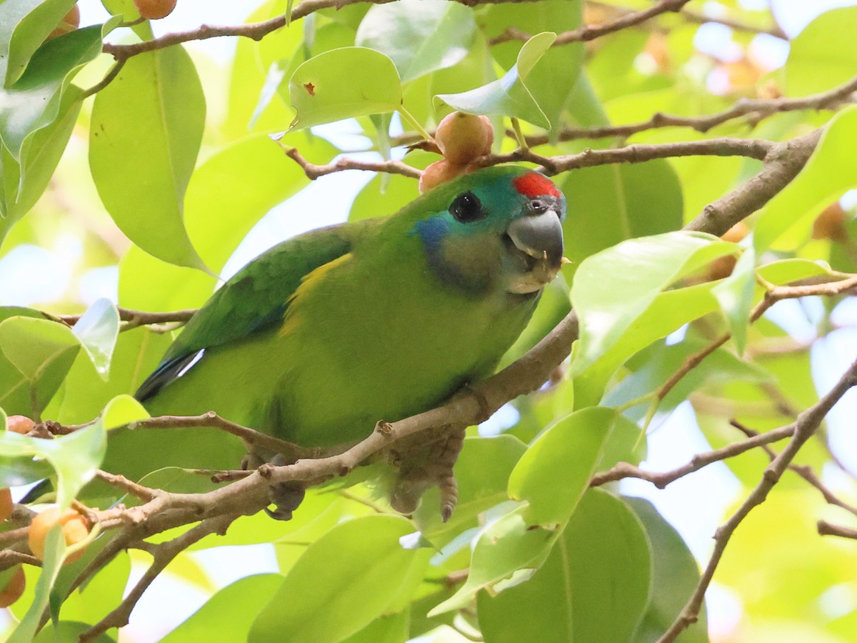 Double-eyed Fig-Parrot - ML644045418