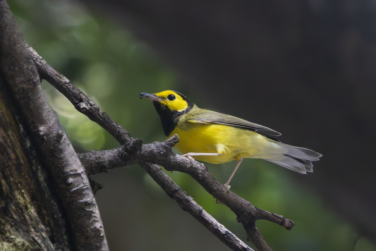 Hooded Warbler - ML644045427