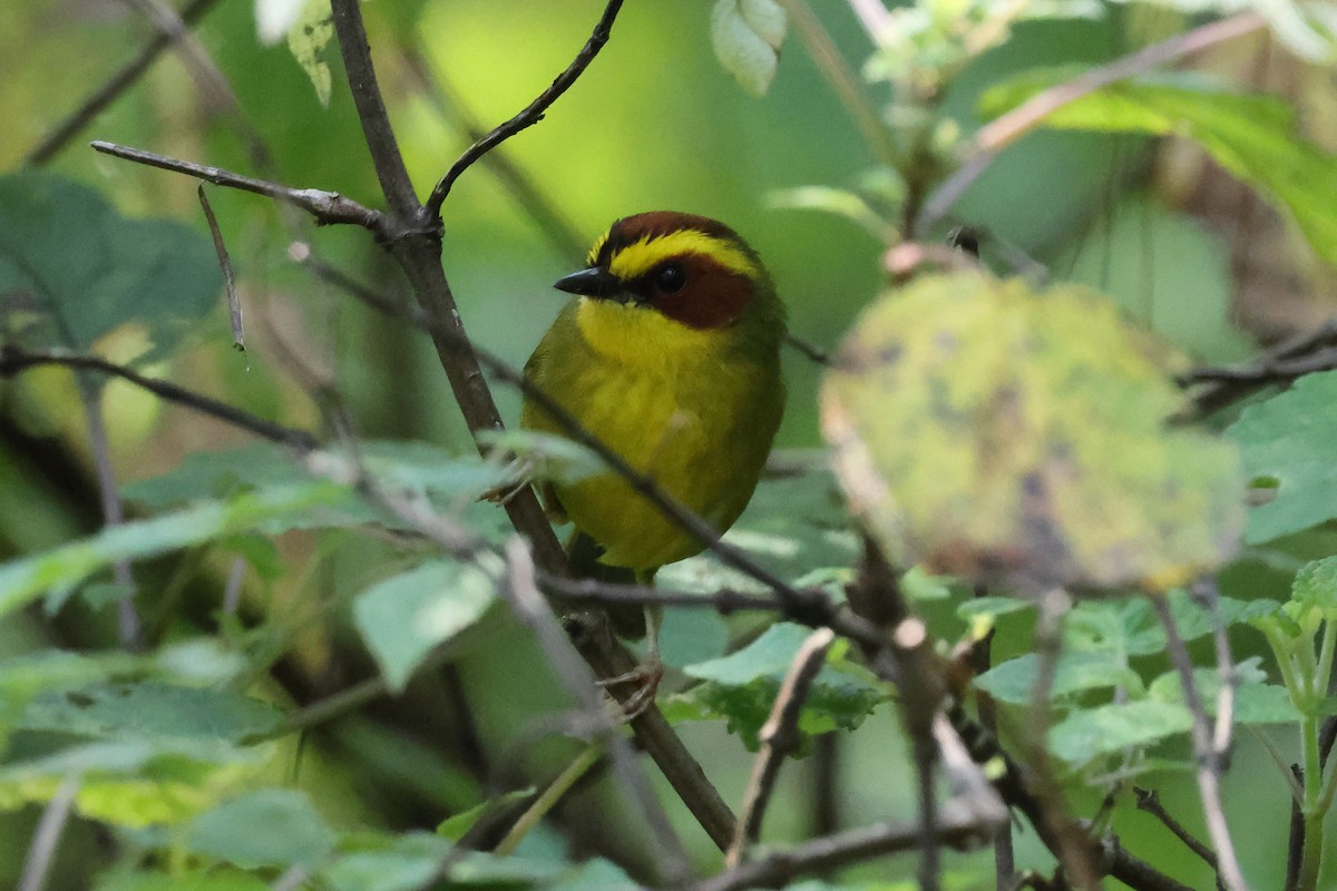 Reinita Cejidorada - ML644045433