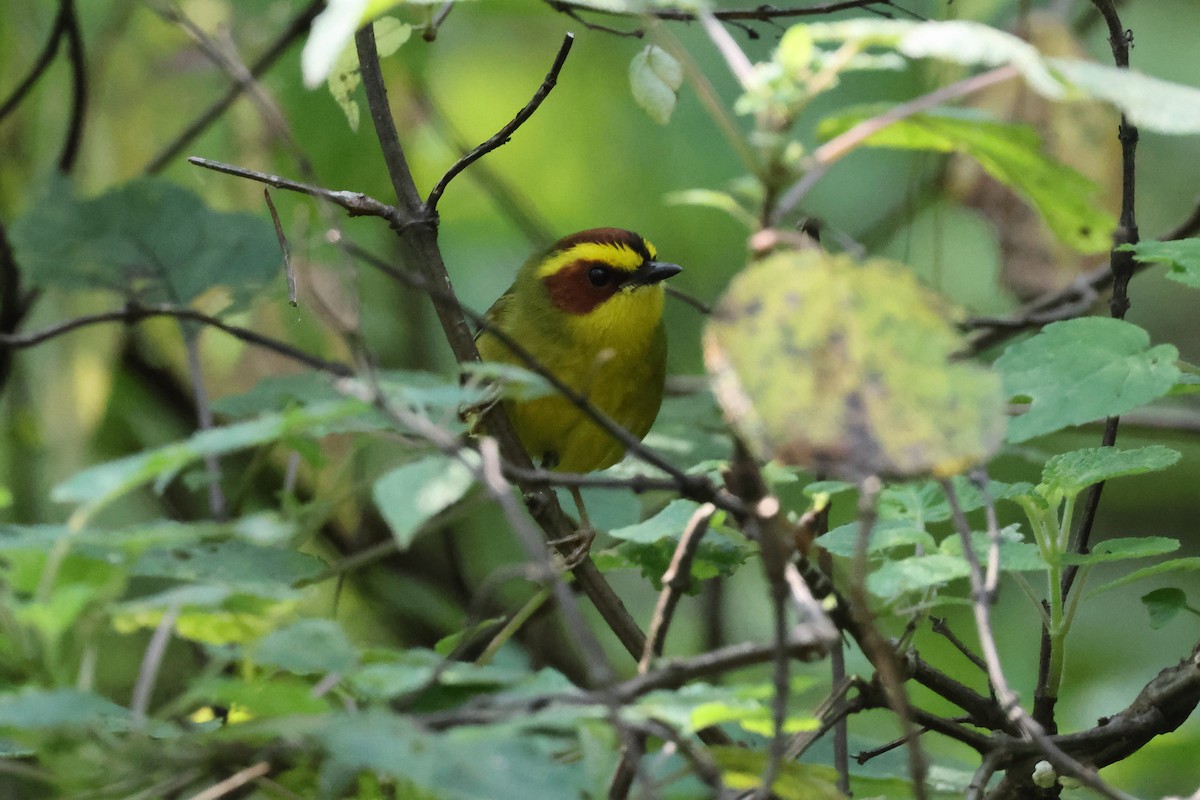 Reinita Cejidorada - ML644045434