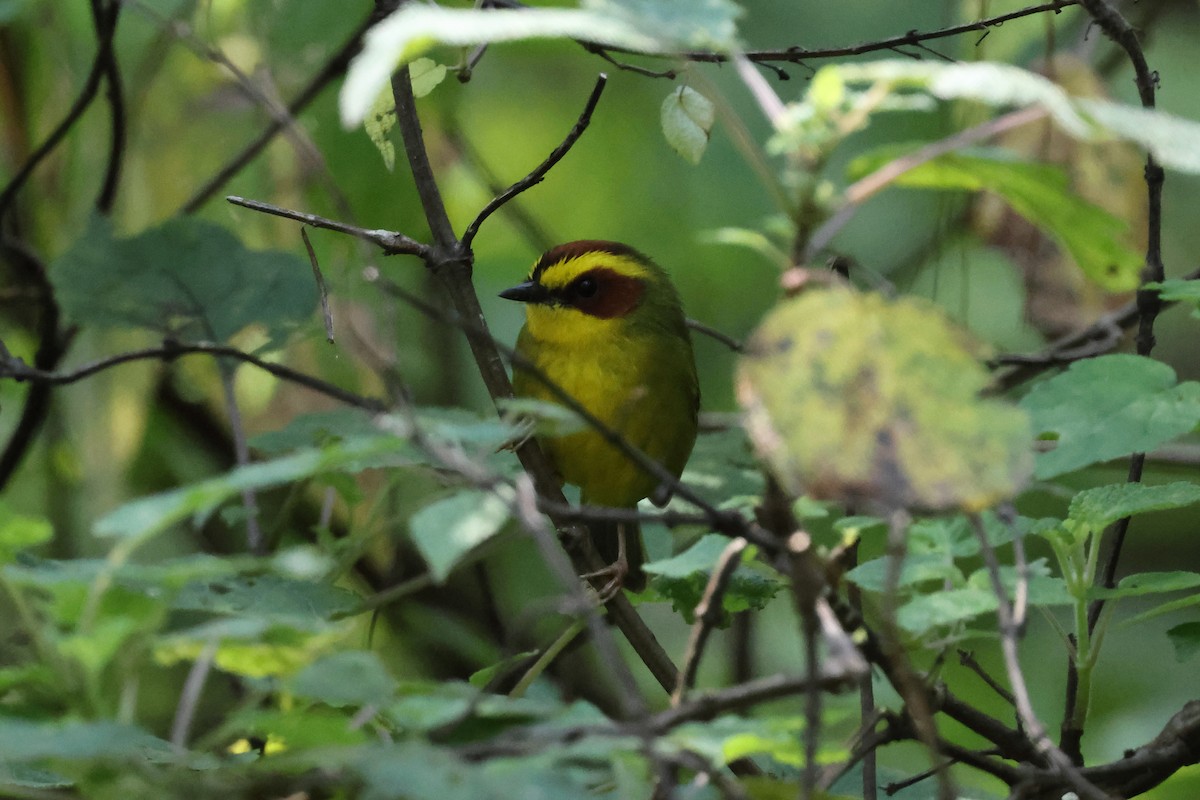 Reinita Cejidorada - ML644045435