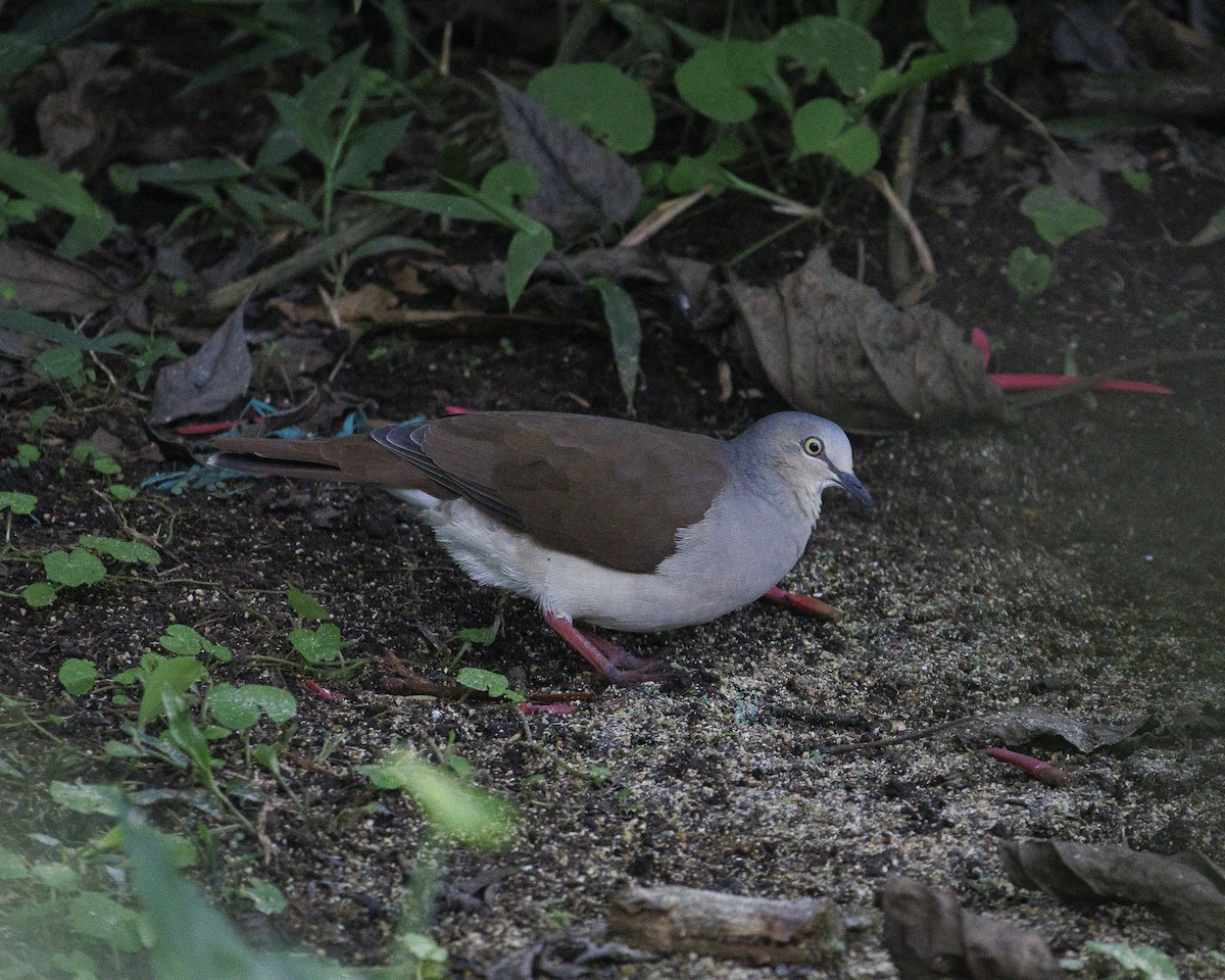 Pallid Dove - ML644045446