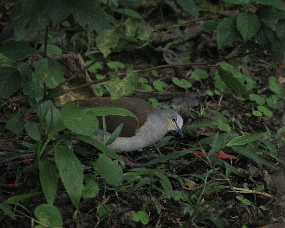 Pallid Dove - ML644045447