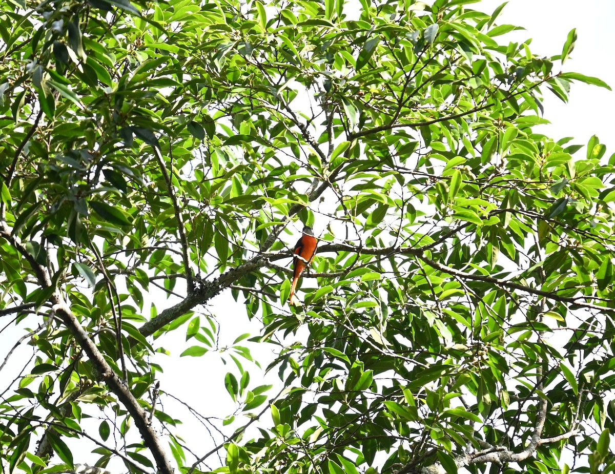 gråhakemønjefugl - ML644045455