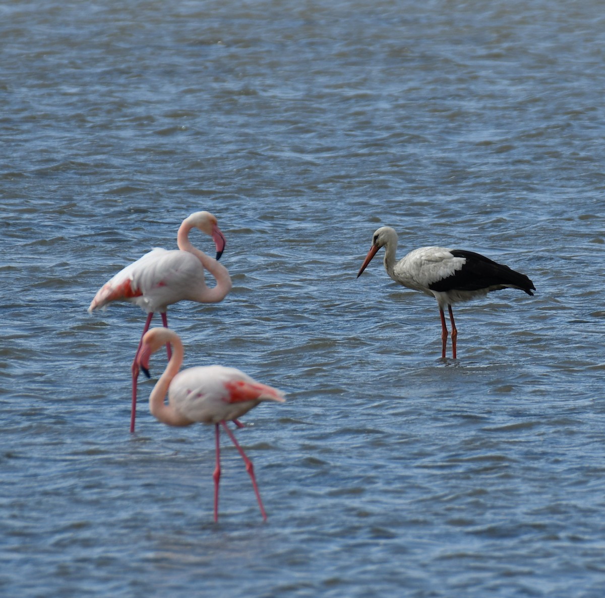 White Stork - ML644045463