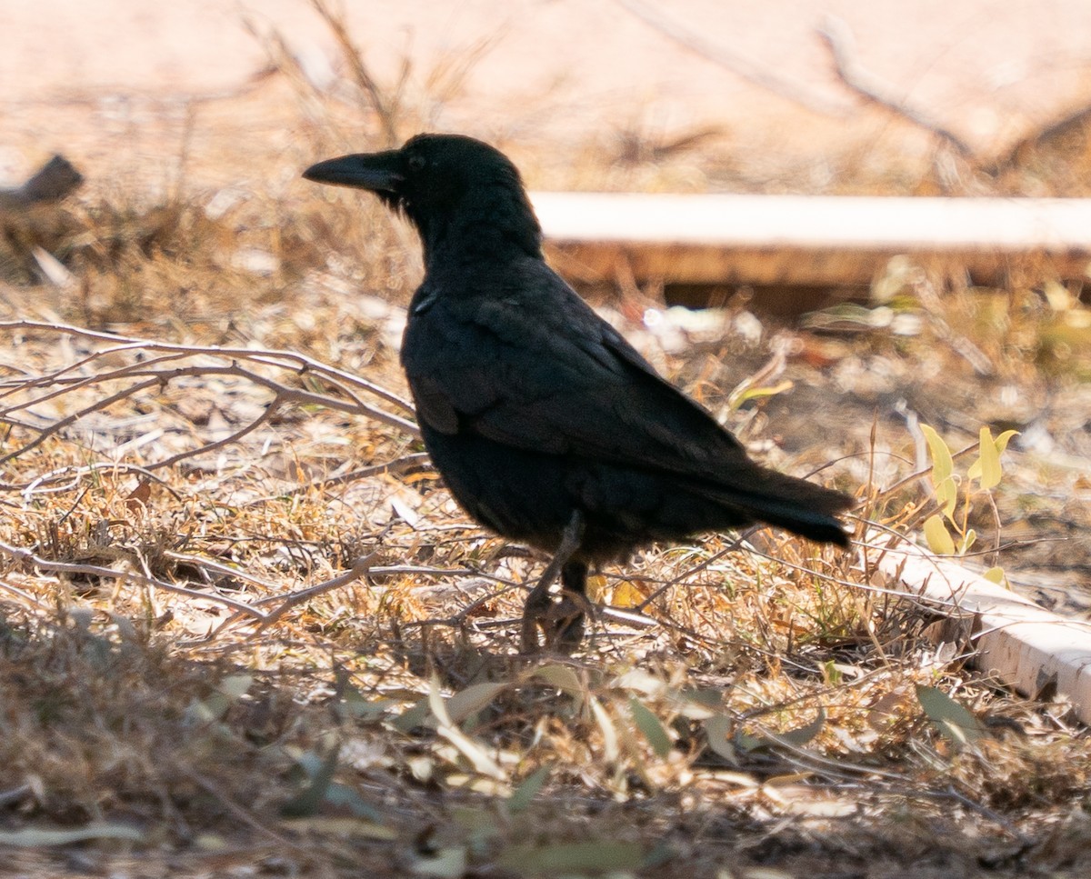 Torresian Crow - ML644045470