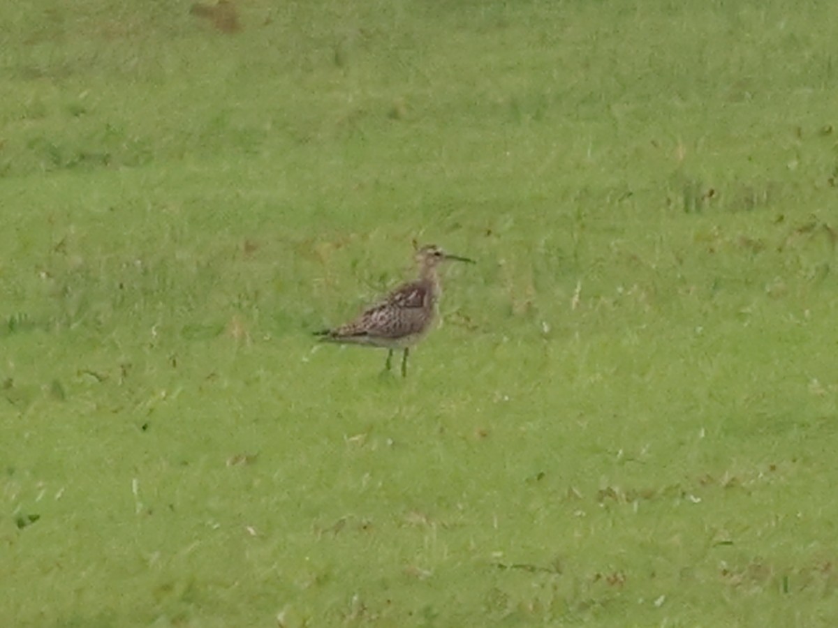 コシャクシギ - ML644045472