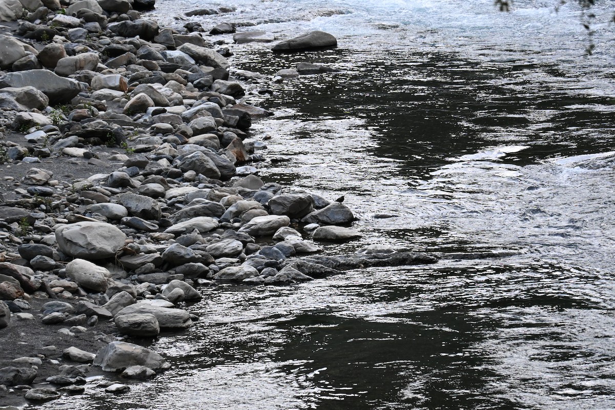 אמודאי אסייתי - ML644045493