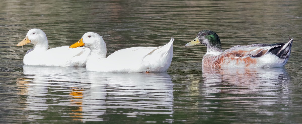 duck sp. - ML644045514